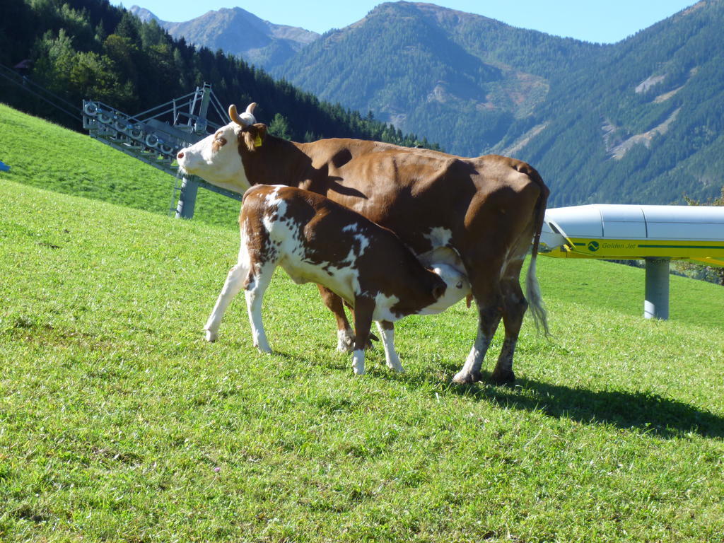 Pension Spreitzhof & Appartement Royer Schladming